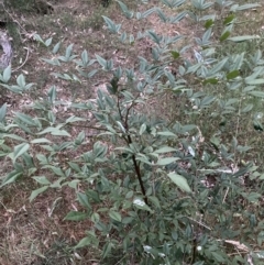 Nandina domestica at Hackett, ACT - 3 Oct 2023 07:10 PM