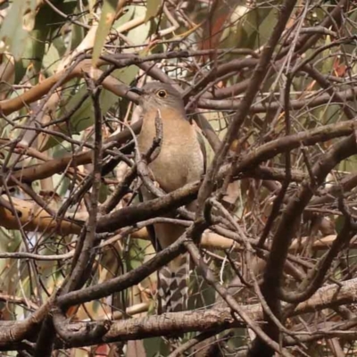 Cacomantis flabelliformis (Fan-tailed Cuckoo) at O'Connor, ACT - 2 Oct 2023 by ConBoekel