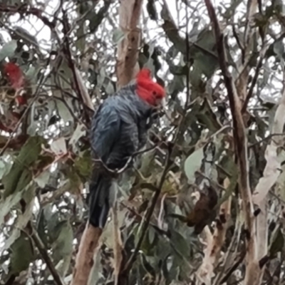 Callocephalon fimbriatum (Gang-gang Cockatoo) at O'Malley, ACT - 3 Oct 2023 by Mike