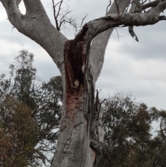 Falco cenchroides (Nankeen Kestrel) at Mount Mugga Mugga - 3 Oct 2023 by Mike