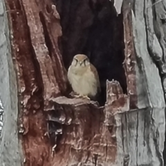 Falco cenchroides at O'Malley, ACT - 4 Oct 2023 07:28 AM