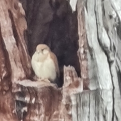 Falco cenchroides at O'Malley, ACT - 4 Oct 2023 07:28 AM