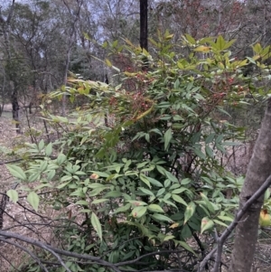 Nandina domestica at Hackett, ACT - 3 Oct 2023 07:13 PM