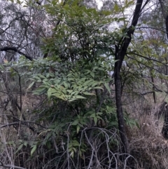 Nandina domestica at Hackett, ACT - 3 Oct 2023 07:13 PM