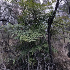 Nandina domestica at Hackett, ACT - 3 Oct 2023 07:13 PM