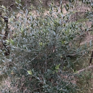 Olea europaea subsp. cuspidata at Hackett, ACT - 3 Oct 2023