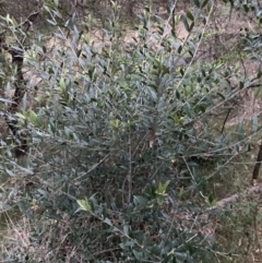 Olea europaea subsp. cuspidata (African Olive) at Mount Majura - 3 Oct 2023 by waltraud