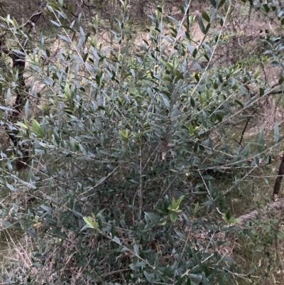 Olea europaea subsp. cuspidata (African Olive) at Mount Majura - 3 Oct 2023 by waltraud