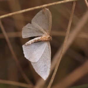 Poecilasthena (genus) at O'Connor, ACT - 3 Oct 2023 09:24 AM