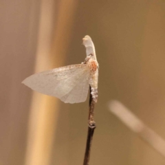 Poecilasthena (genus) at O'Connor, ACT - 3 Oct 2023