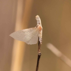 Poecilasthena (genus) at O'Connor, ACT - 3 Oct 2023 09:24 AM