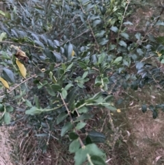 Ligustrum sinense (Narrow-leaf Privet, Chinese Privet) at Hackett, ACT - 3 Oct 2023 by waltraud