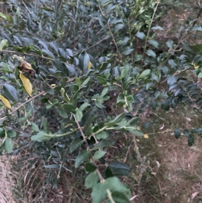Ligustrum sinense (Narrow-leaf Privet, Chinese Privet) at Hackett, ACT - 3 Oct 2023 by waltraud