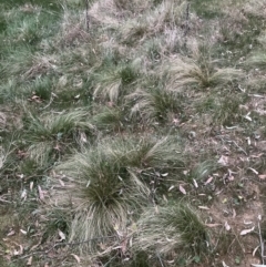 Nassella trichotoma (Serrated Tussock) at Hackett, ACT - 3 Oct 2023 by waltraud