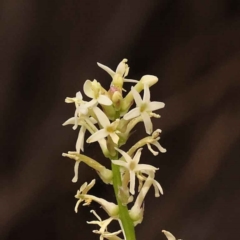 Stackhousia monogyna (Creamy Candles) at Caladenia Forest, O'Connor - 3 Oct 2023 by ConBoekel