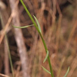 Stackhousia monogyna at O'Connor, ACT - 3 Oct 2023