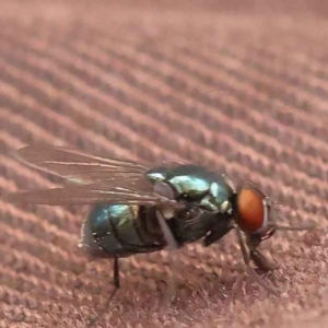 Chrysomya sp. (genus) at O'Connor, ACT - 3 Oct 2023