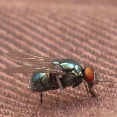 Chrysomya sp. (genus) (A green/blue blowfly) at O'Connor, ACT - 2 Oct 2023 by ConBoekel