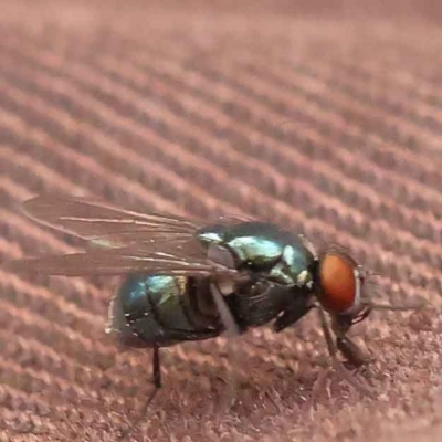 Chrysomya sp. (genus) (A green/blue blowfly) at Caladenia Forest, O'Connor - 3 Oct 2023 by ConBoekel