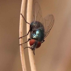 Chrysomya sp. (genus) at O'Connor, ACT - 3 Oct 2023