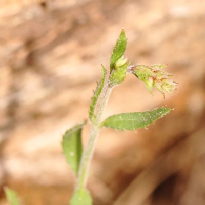 Gonocarpus tetragynus (Common Raspwort) at O'Connor, ACT - 2 Oct 2023 by ConBoekel