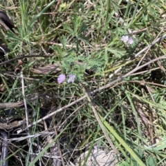 Geranium (genus) (Geranium) at Mount Majura - 2 Oct 2023 by waltraud
