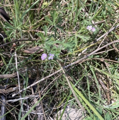 Geranium (genus) (Geranium) at Mount Majura - 2 Oct 2023 by waltraud