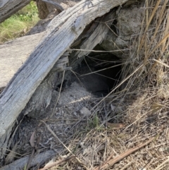 Oryctolagus cuniculus (European Rabbit) at Watson, ACT - 2 Oct 2023 by waltraud