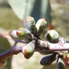 Eucalyptus pauciflora subsp. debeuzevillei (A Snow Gum) at Bimberi Nature Reserve - 4 Oct 2023 by Steve818