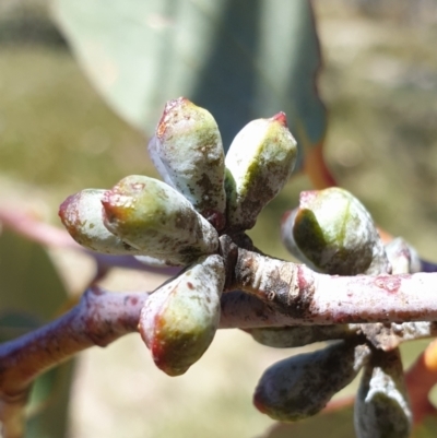 Eucalyptus pauciflora subsp. debeuzevillei (A Snow Gum) at Bimberi Nature Reserve - 4 Oct 2023 by Steve818