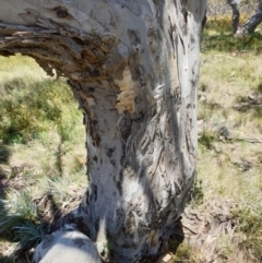Eucalyptus pauciflora subsp. debeuzevillei at Cotter River, ACT - 4 Oct 2023