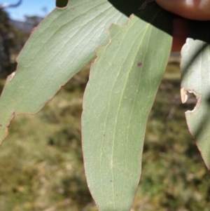 Eucalyptus pauciflora subsp. debeuzevillei at Cotter River, ACT - 4 Oct 2023