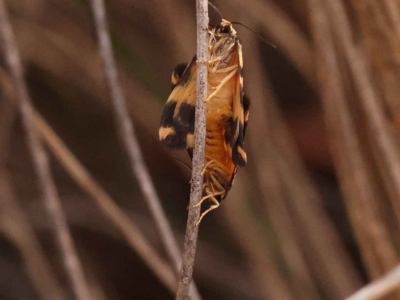 Thallarcha partita (Dark-banded Footman) at O'Connor, ACT - 3 Oct 2023 by ConBoekel