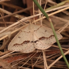 Taxeotis stereospila (Oval-spot Taxeotis (Oenochrominae) at O'Connor, ACT - 3 Oct 2023 by ConBoekel