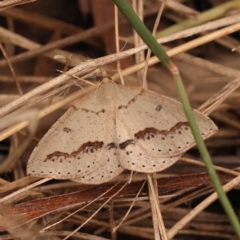 Taxeotis stereospila (Oval-spot Taxeotis (Oenochrominae)) at O'Connor, ACT - 3 Oct 2023 by ConBoekel