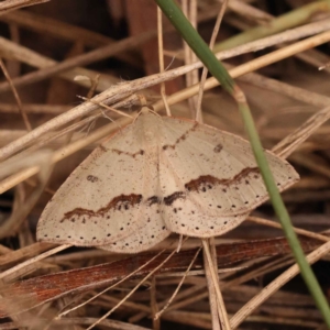 Taxeotis stereospila at O'Connor, ACT - 3 Oct 2023 09:46 AM