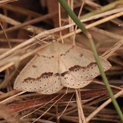 Taxeotis stereospila (Oval-spot Taxeotis (Oenochrominae)) at O'Connor, ACT - 3 Oct 2023 by ConBoekel