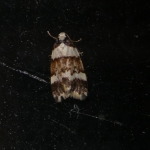 Philenora irregularis at Charleys Forest, NSW - suppressed