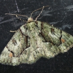 Aeolochroma metarhodata (Tea-tree Emerald (Geometrinae)) at Charleys Forest, NSW - 3 Oct 2023 by arjay