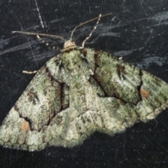 Aeolochroma metarhodata (Tea-tree Emerald) at Charleys Forest, NSW - 3 Oct 2023 by arjay