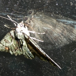 Aeolochroma metarhodata at Charleys Forest, NSW - suppressed