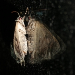 Aeolochroma metarhodata at Charleys Forest, NSW - 3 Oct 2023