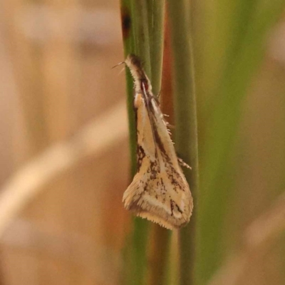 Thema macroscia (A concealer moth) at Caladenia Forest, O'Connor - 2 Oct 2023 by ConBoekel
