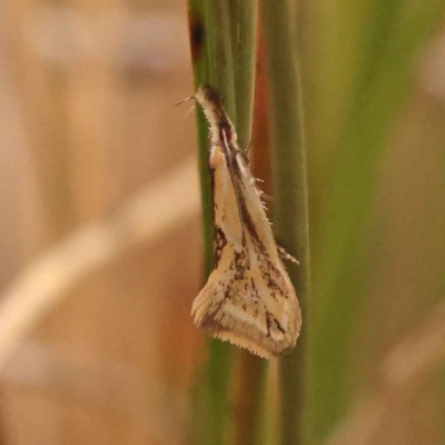 Thema macroscia (A concealer moth) at O'Connor, ACT - 3 Oct 2023 by ConBoekel