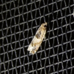 Crocidosema plebejana (Cotton Tipworm Moth) at QPRC LGA - 3 Oct 2023 by arjay