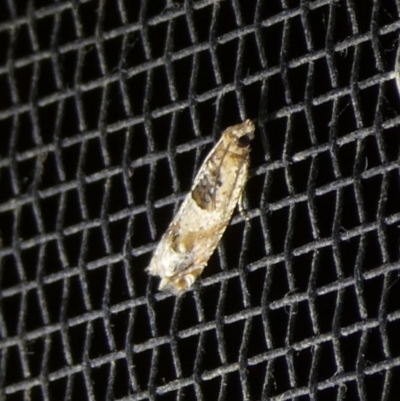 Crocidosema plebejana (Cotton Tipworm Moth) at Mongarlowe River - 3 Oct 2023 by arjay