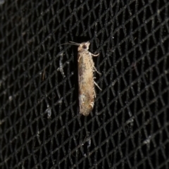 Crocidosema plebejana at Charleys Forest, NSW - suppressed