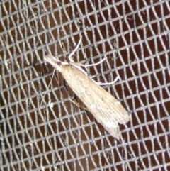 Eudonia cleodoralis (A Crambid moth) at Mongarlowe River - 3 Oct 2023 by arjay