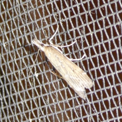 Eudonia cleodoralis (A Crambid moth) at Charleys Forest, NSW - 3 Oct 2023 by arjay