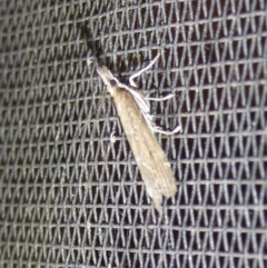 Eudonia cleodoralis at Charleys Forest, NSW - suppressed